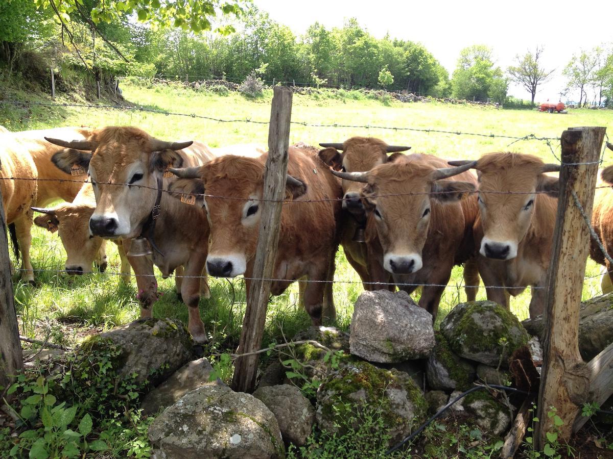 Le clos de Banes Argences-en-Aubrac Extérieur photo